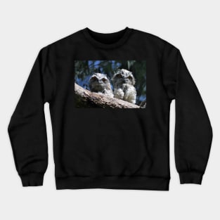 Tawny Frogmouth babies Crewneck Sweatshirt